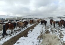 БОГДХАН УУЛ: Мал аж ахуй эрхлэхийг хориглосон бүсээс мал гаргах ажилд дүүргүүдтэй хамтарч ажиллаж байна