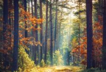 КОП17: Ойн нүүдэл…