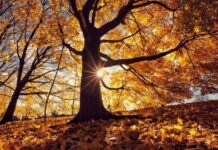 КОП17: Бактерийн “Зээл”…