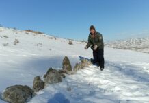 БОГД УУЛ: Зэрлэг амьтдад зориулсан био техникийн арга хэмжээ авч байна