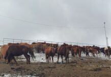 Нийслэлийн мал аж ахуй эрхлэхийг хориглосон бүсээс мал гаргах арга хэмжээг зохион байгуулж байна