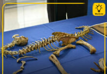 ССАЖЗЯ: Монгол улсын нутаг дэвсгэрээс хулгайлагдсан үлэг гүрвэлийн чулуужсан олдворыг эгүүлэн авлаа