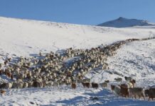 ОБЕГ: Зудын байдалд үнэлгээ хийхэд есөн аймгийн 36 сум цагаан зудтай байна