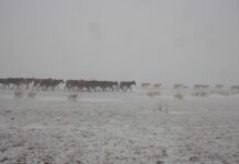 Энэ сарын 15-18нд ихэнх нутгаар хүйтний эрч эрс чангарч, жавартай хүйтэн байна