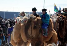 “Морин хуур“ болон “Монгол тэмээний өдөр”-өөр бүх нийтээрээ амрахгүй