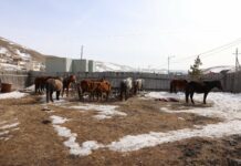 Б.Шатарбал: Мал аж ахуй эрхлэхийг хориглосон бүсээс 210 адууг хашаалж, арга хэмжээ авчээ