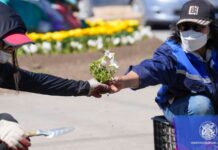 СХД: 66 мянган ширхэг гоёлын цэцэг тарьж байна