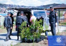 СХД: Цагдаа толгойн цэцэрлэгт хүрээлэнд 500 мод тарьж байна
